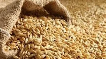 هدوء حذر بالأسواق.. سعر الأرز الشعير اليوم الثلاثاء يسجل استقرارًا جديدًا 1